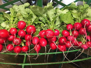 Groundswell Community Farm