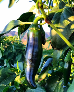 Sage Mountain Farm