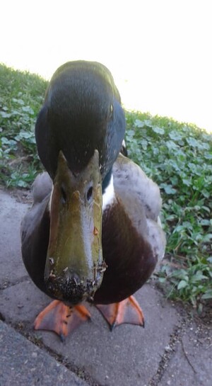 Puddle Ducks Herb Farm, LLC