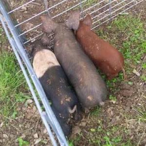 Omnivore Acres
