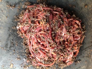 Zippy's Worm Farm