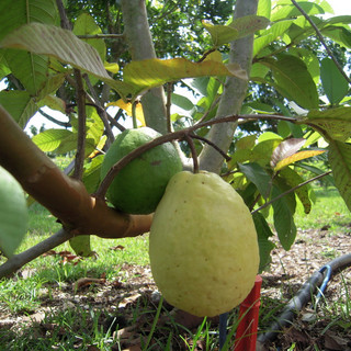 Fresh Gardens