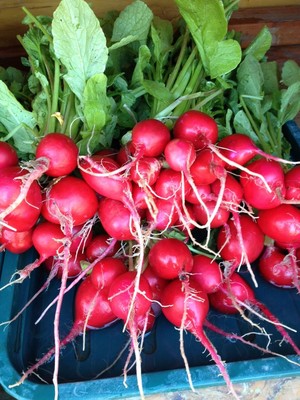 Templeton Valley Farms