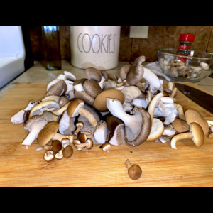 The Fortunate Mushroom