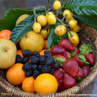 Freshness Farms