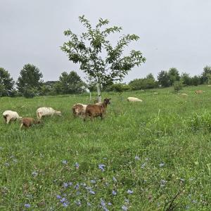 Grazy Days Family Farm