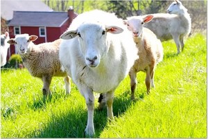 Three Streams Farm