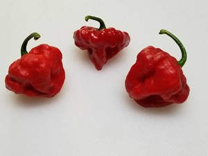 Refining Fire Chiles