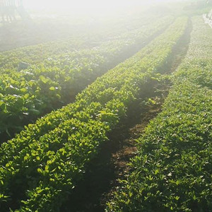 Lower Valley Farm