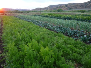Three Sisters Farm