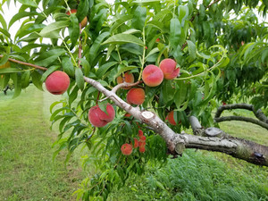Horse Listener's Orchard