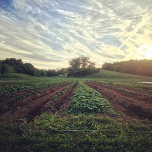 Wild Hill Farm