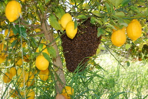 Birch-Hill Organics