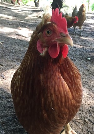 Blue Coop Farm