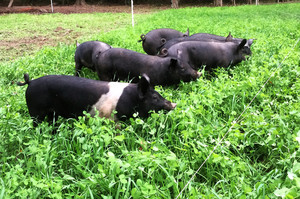Pasture Song Farm