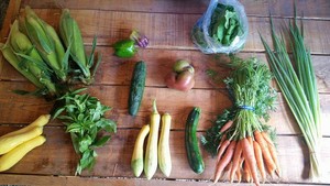 Seedswell Vegetable Farm