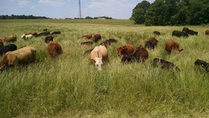 Purgatory Cattle