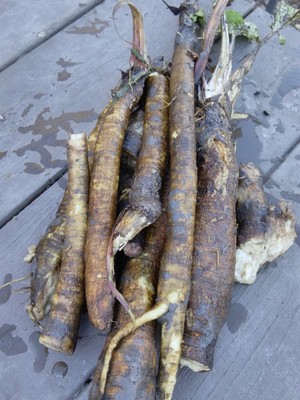 Cloverfield Organic Farm