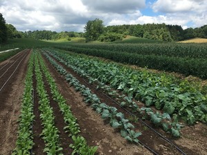 Wild Hill Farm