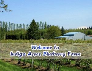 Indigo Acres Blueberry Farm