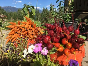 Cloud Eleven Mountain Farm LLC