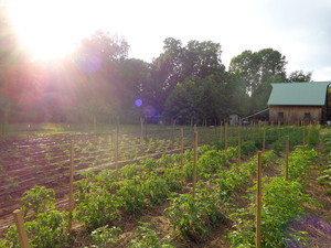 Primaterra Farm