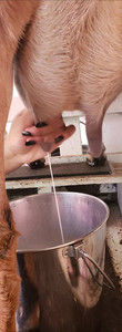 Jeremiah Farm & Goat Dairy