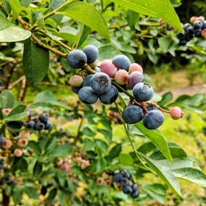 Tucker Farms
