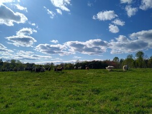 Perennial Pastures