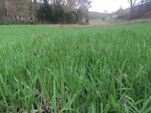 Omnivore Acres