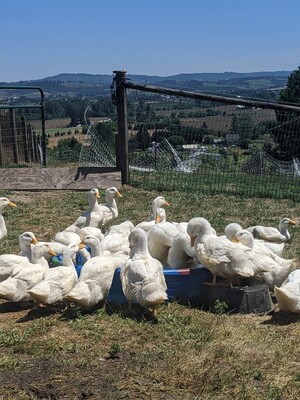 Drake Farms