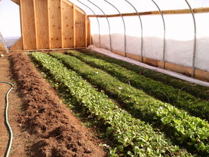 Milk and Honey Farm at Potpourri Acres