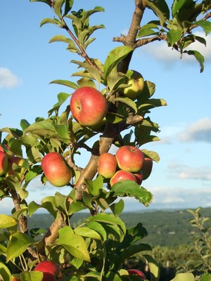 Alyson's Orchard