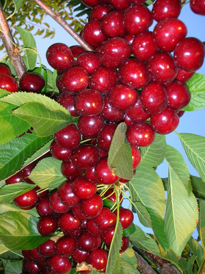 Cherrybrook Farms