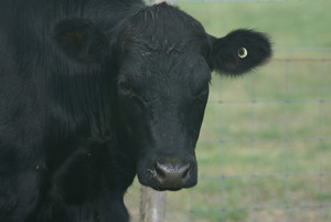 Myrtle Farms LLC
