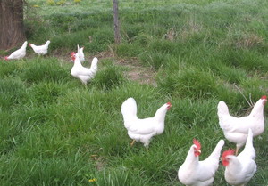 Anders Poultry Farm