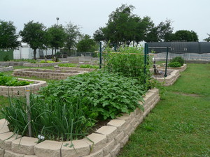Tarrant County Master Gardener Community/Demonstration Garden