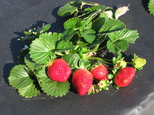 Smith Farms Berries & More