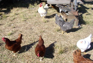 Local Food Buying Club