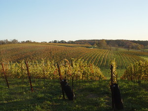 Black Ankle Vineyards
