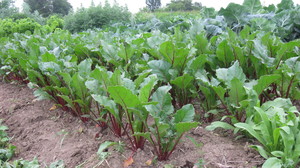 Wise Acre Produce