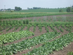 Cedar Creek Organics