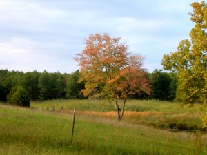 Romance Farms
