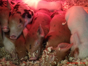 Payson Road Farm
