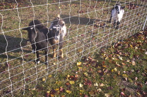 Growing on Faith Farm