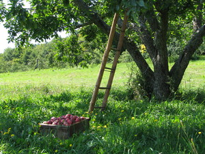 Bear Swamp Orchard