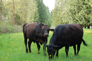 Engustment Farms