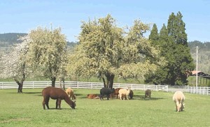 White Lotus Alpacas