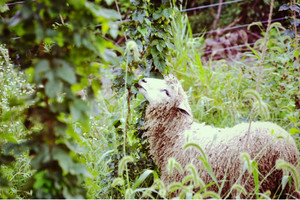Cultivale Farm