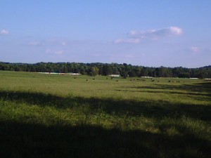 Thom's Creek Farm